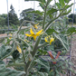 Gondwana Thunder Tomato