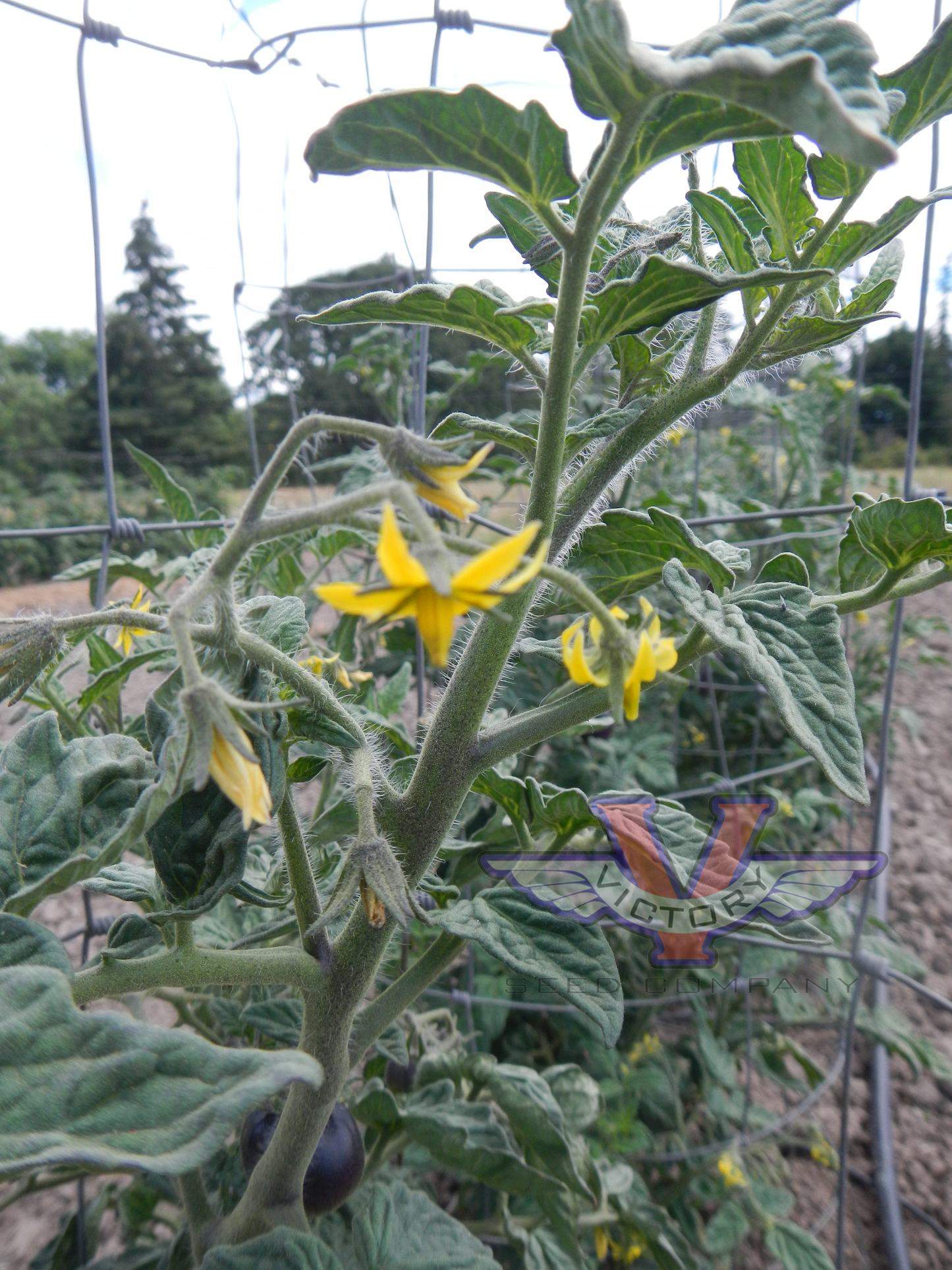 Dwarf Shimmering Beauty Tomato