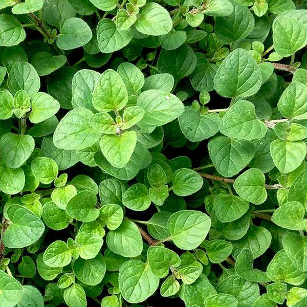 Oregano - Common Italian