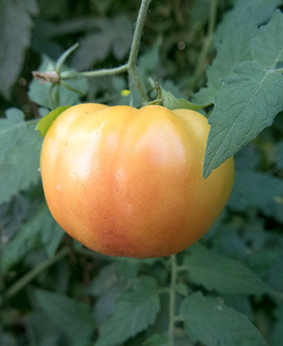 Hillbilly Tomato