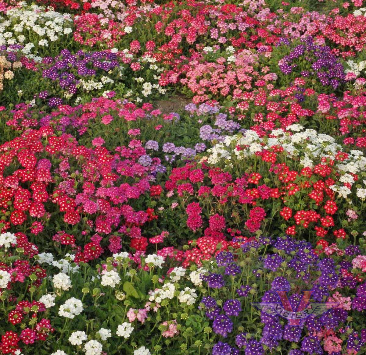 Verbena ‘Ideal Florist Mix’