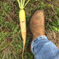 Daikon Radish