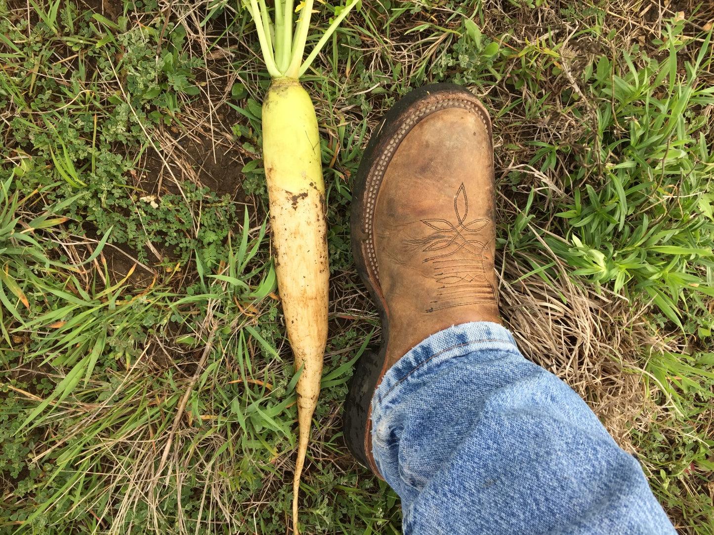 Daikon Radish