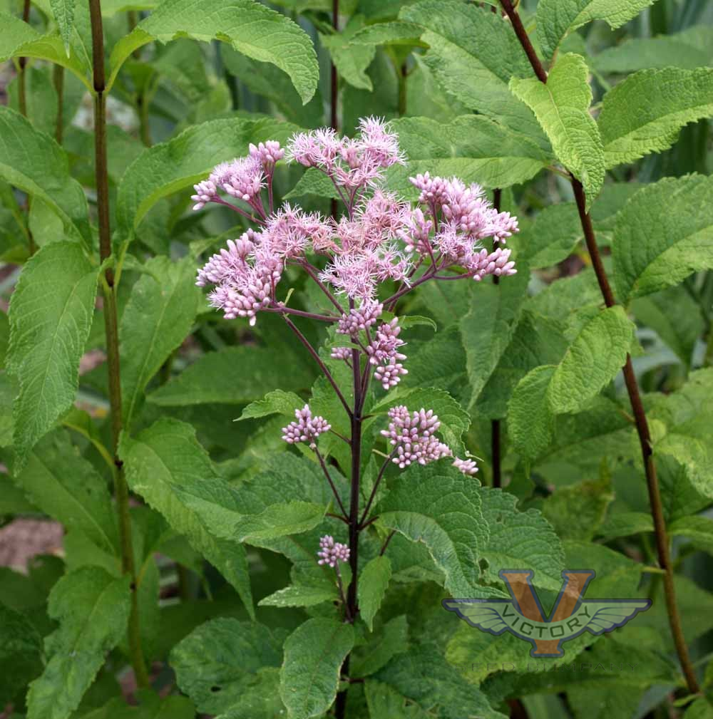 Joe Pye Weed, Spotted