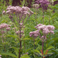 Joe Pye Weed, Spotted