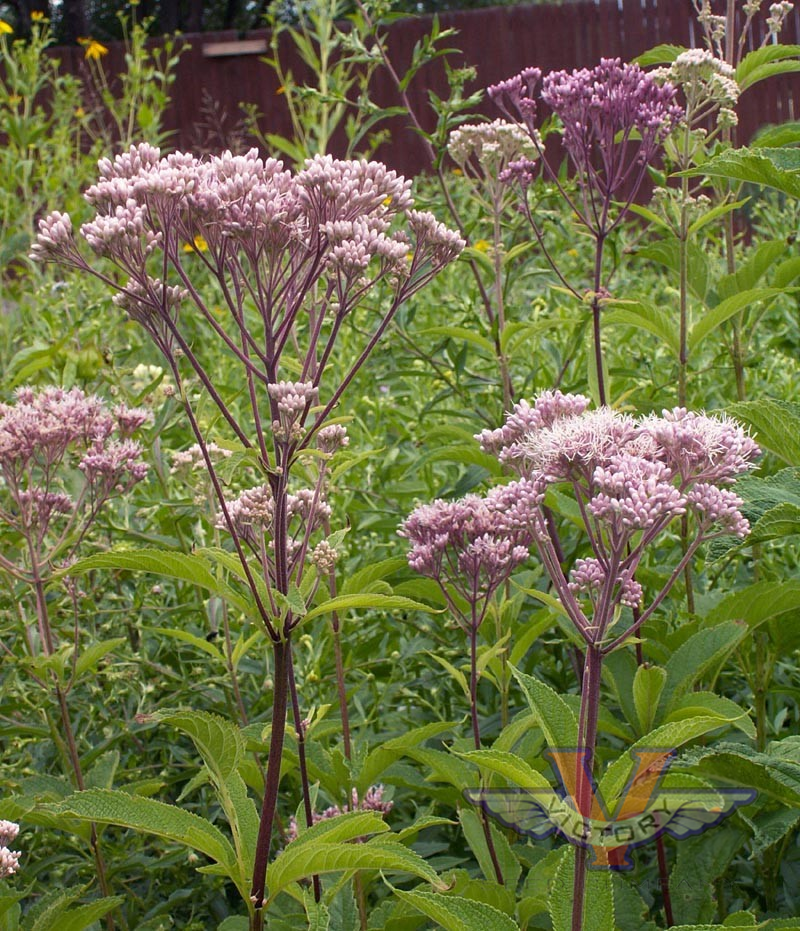 Joe Pye Weed, Spotted