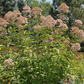 Joe Pye Weed, Spotted