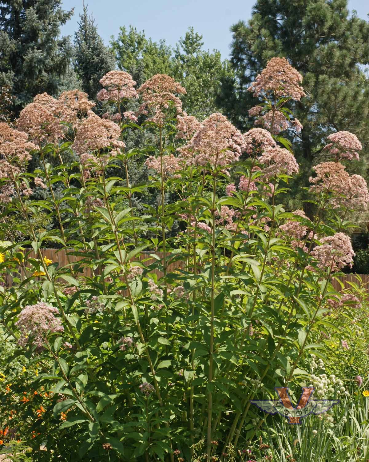 Joe Pye Weed, Spotted