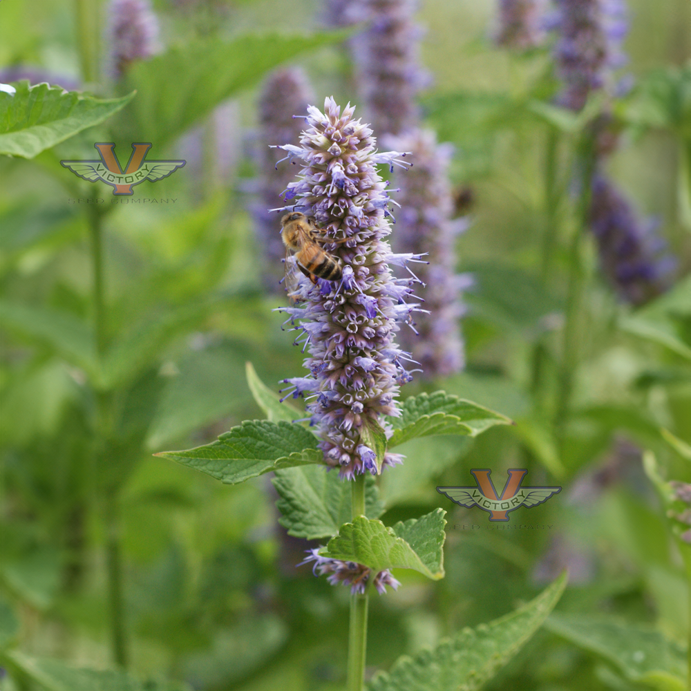 Anise Hyssop (Agastache)