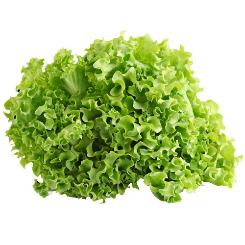 Green Ice Leaf Lettuce