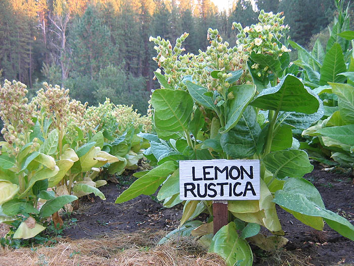 Limonka Rustica (Lemon) Tobacco