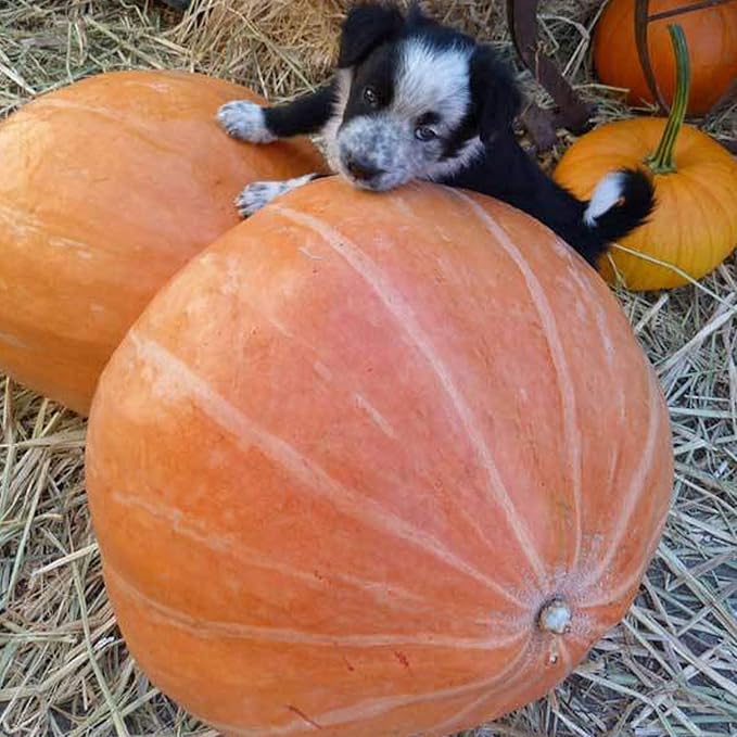 Mammoth Gold Pumpkin