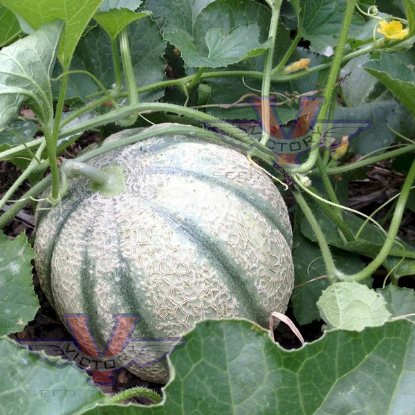 Iroquois Melon Victory Seeds® Victory Seed Company