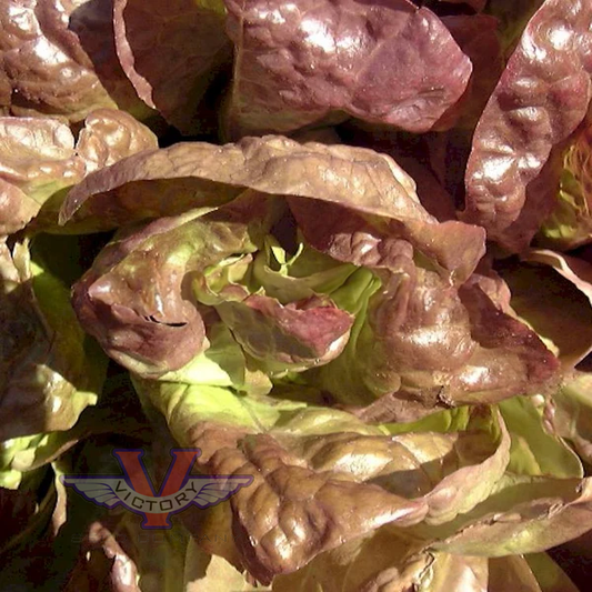 Merveille de Quatre Saisons Bibb Lettuce (Marvel of Four Seasons)