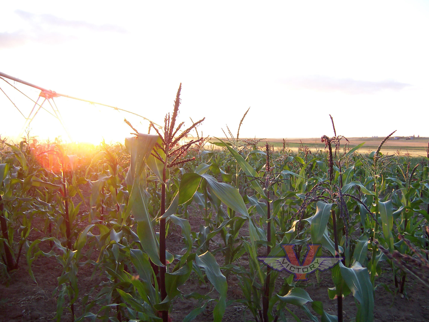 Montana Morado Maize