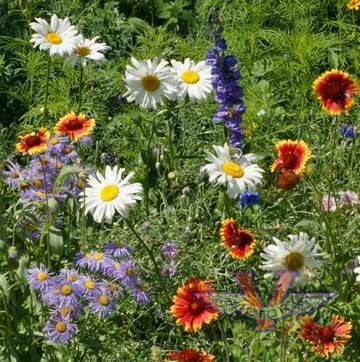 Mountain Wildflower Mix