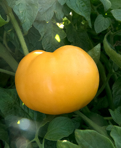 Nebraska Wedding Tomato