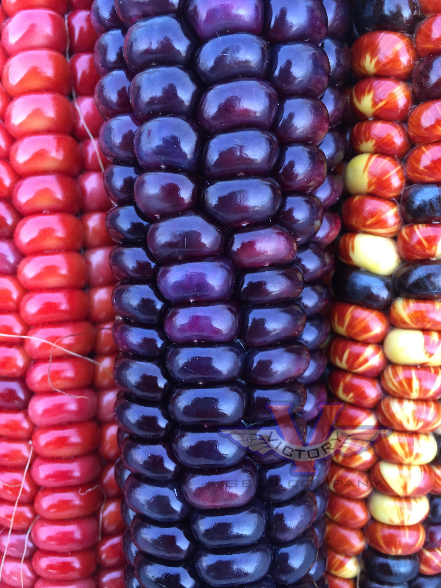 Painted Mountain Flour Corn