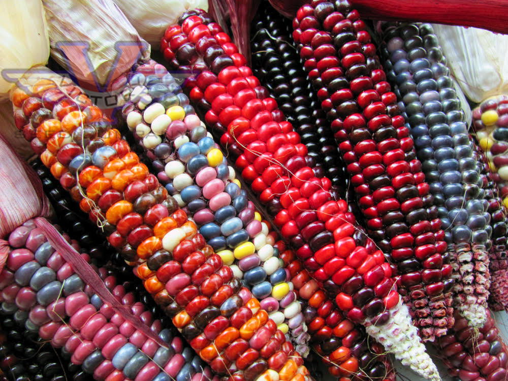 Painted Mountain Flour Corn