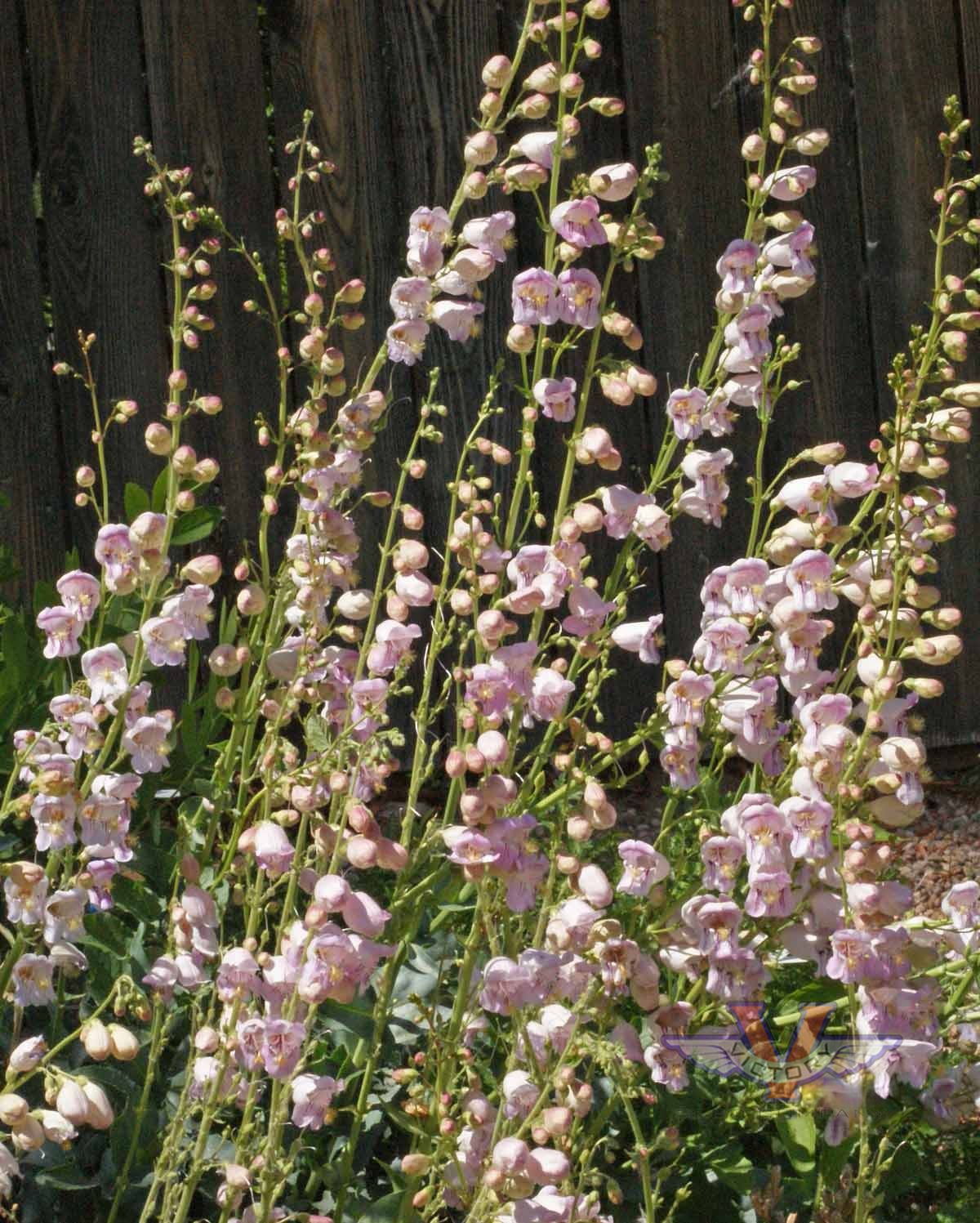 Penstemon 'Palmer'