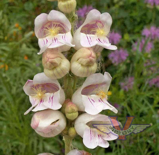 Penstemon 'Palmer'