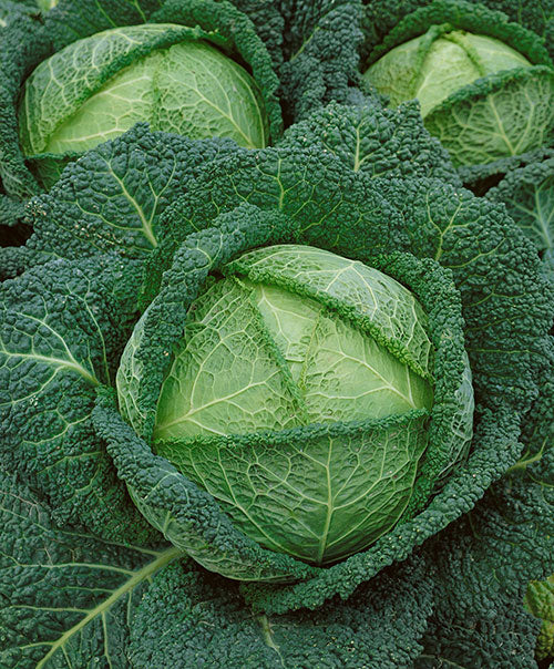 Perfection Cabbage