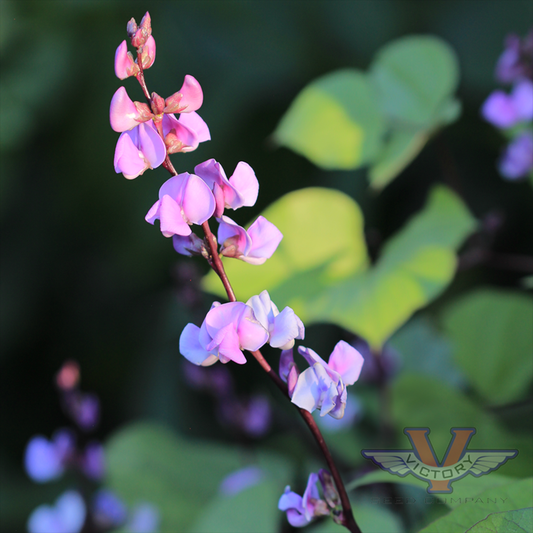 Hyacinth Bean, Purple