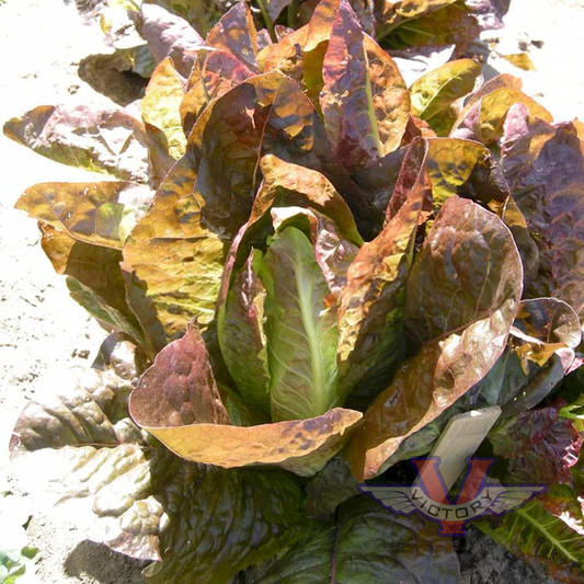 Red Romaine Lettuce