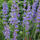 Penstemon 'Rocky Mountain'