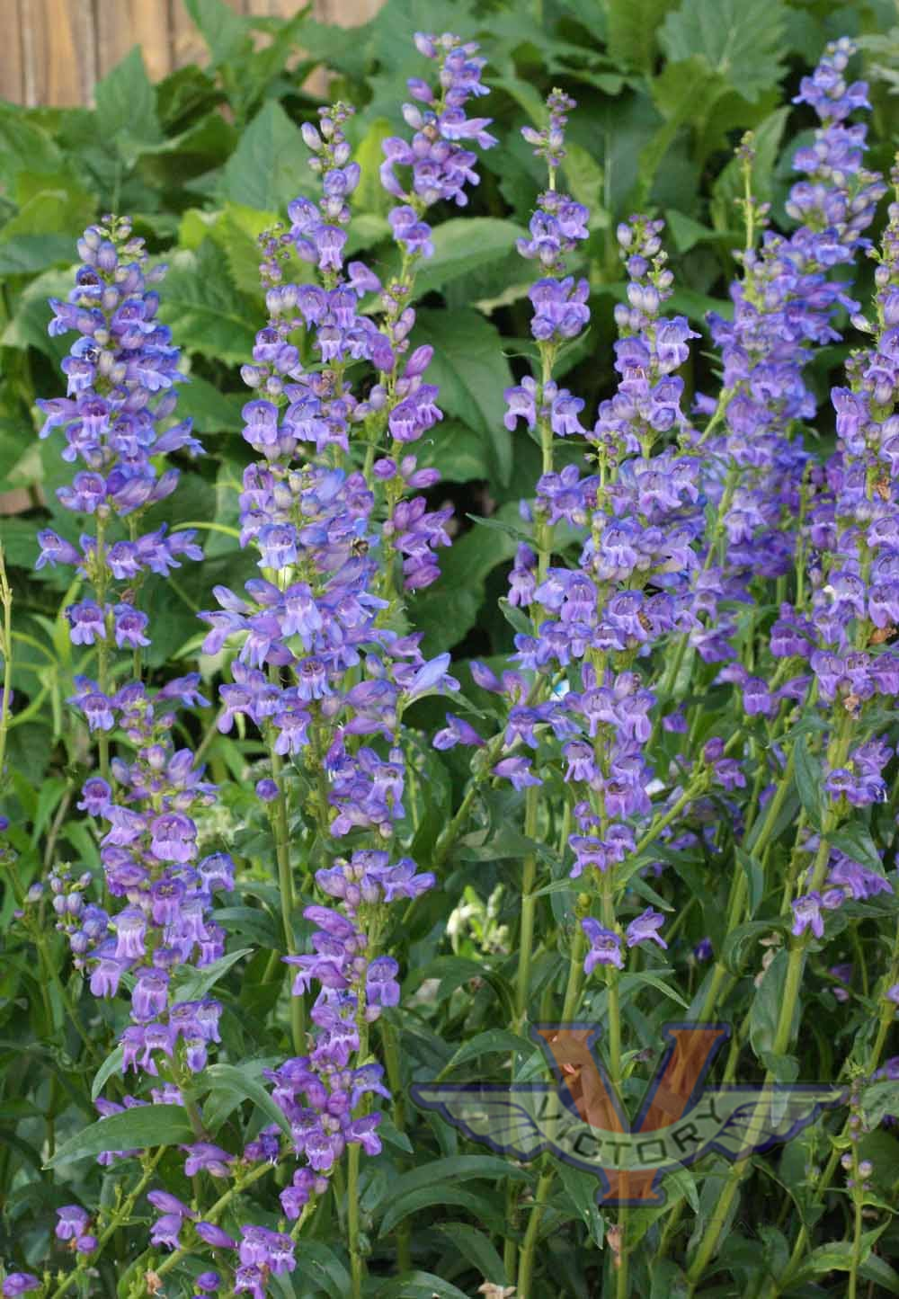 Penstemon 'Rocky Mountain'