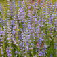 Penstemon 'Rocky Mountain'