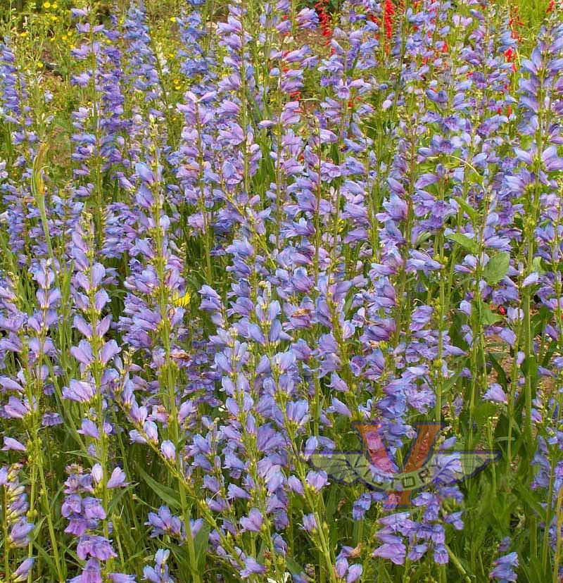 Penstemon 'Rocky Mountain'