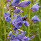 Penstemon 'Rocky Mountain'