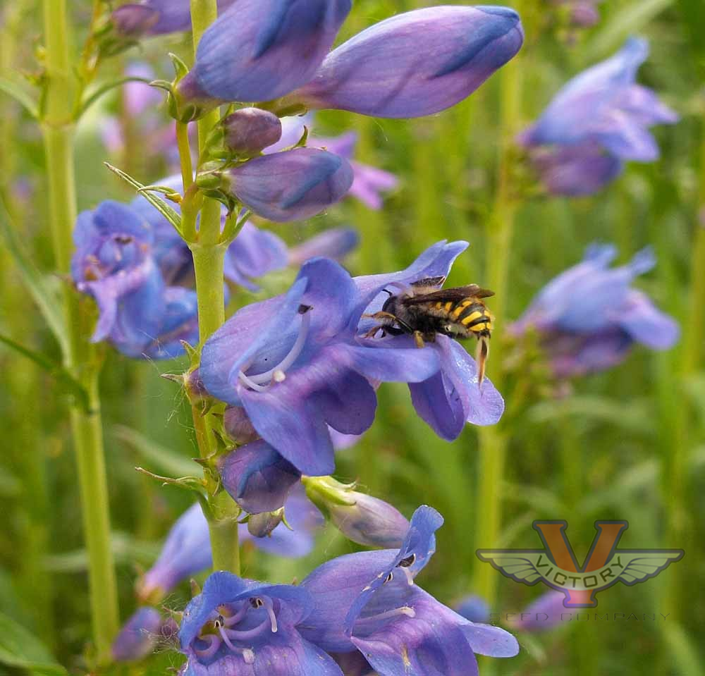 Penstemon 'Rocky Mountain'