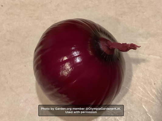 Ruby Red Onion