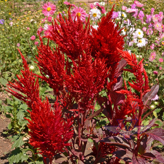 Celosia 'Scarlet Plume'