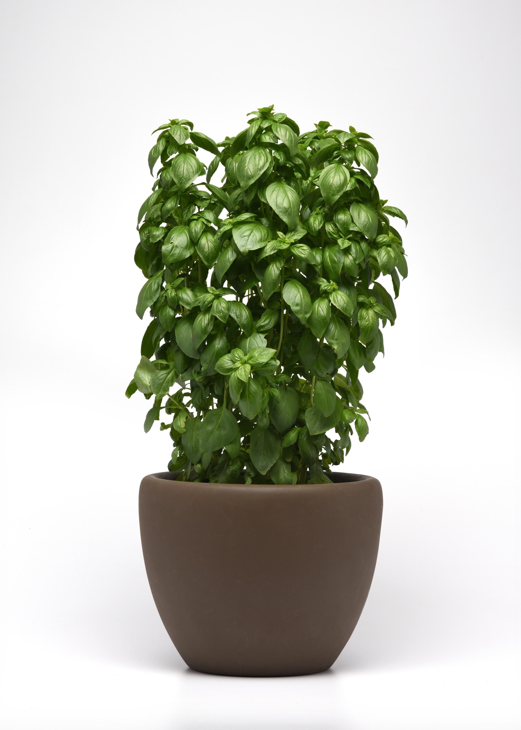 Basil Everleaf Emerald Towers