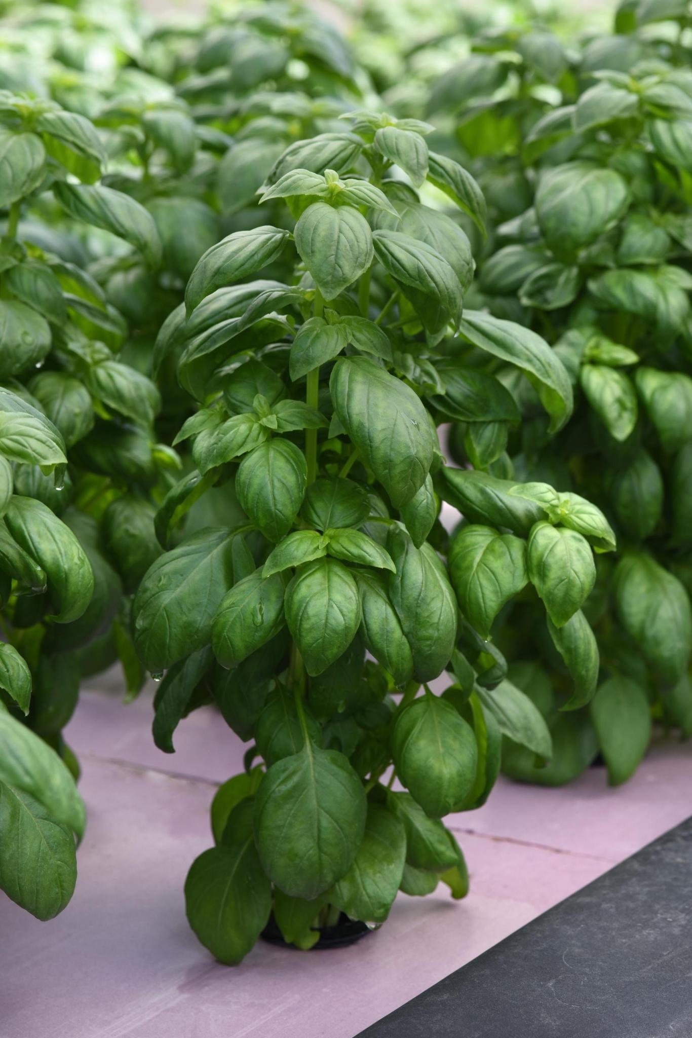 Basil Everleaf Emerald Towers