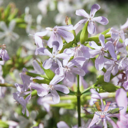 Soapwort, Rock