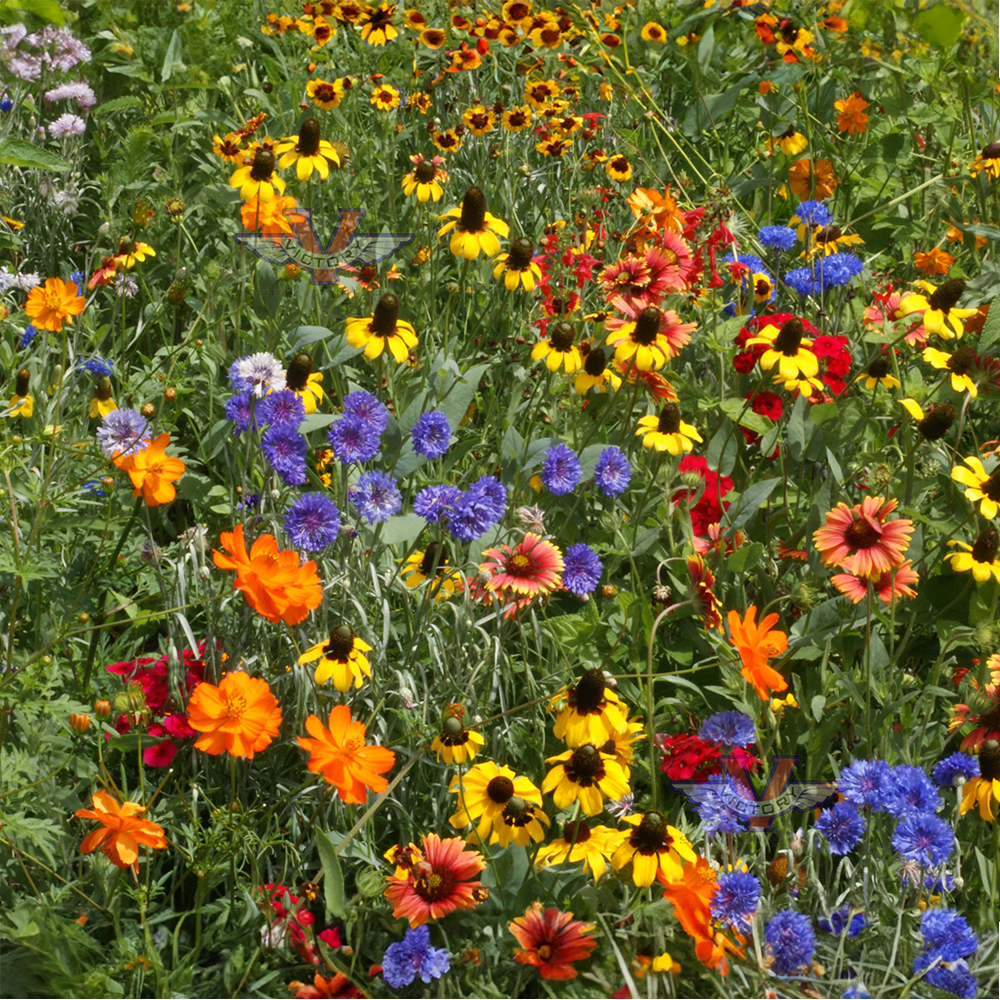 Southeastern Wildflower Mix - Victory Seeds® – Victory Seed Company