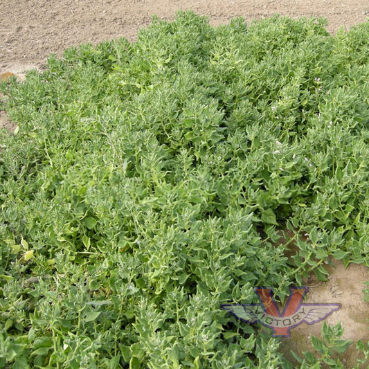 New Zealand Spinach