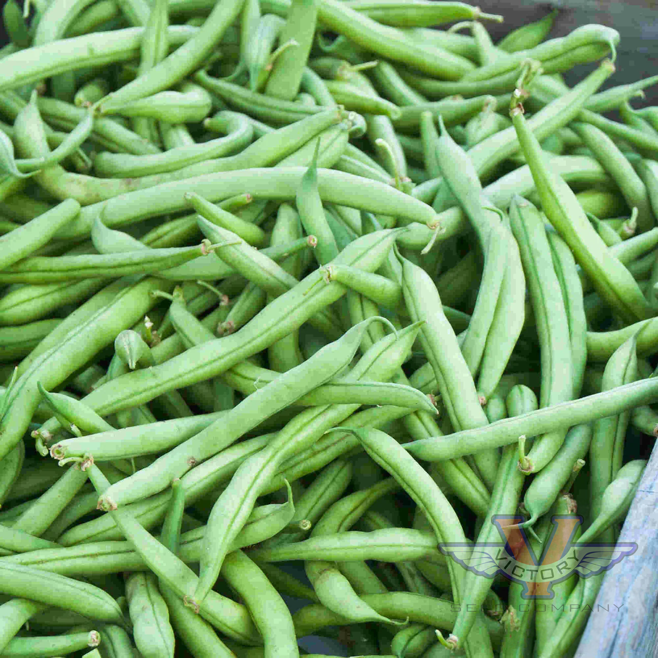 Strike Bush Green Garden Bean