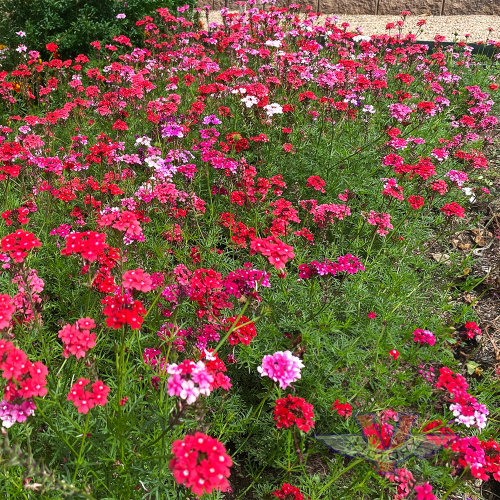 Moss Verbena 'Sweetheart Kisses'