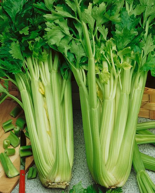 Tall Utah 52-70 Celery