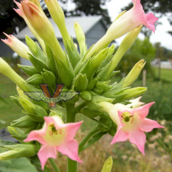 Virginia Bright Leaf Tobacco