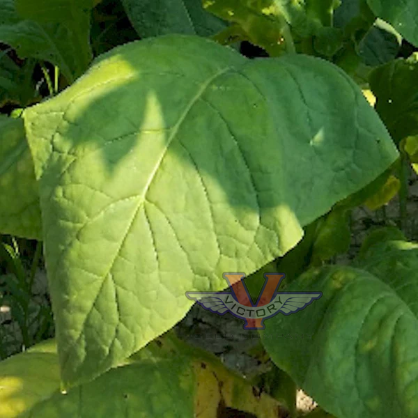 Virginia Bright Leaf Tobacco