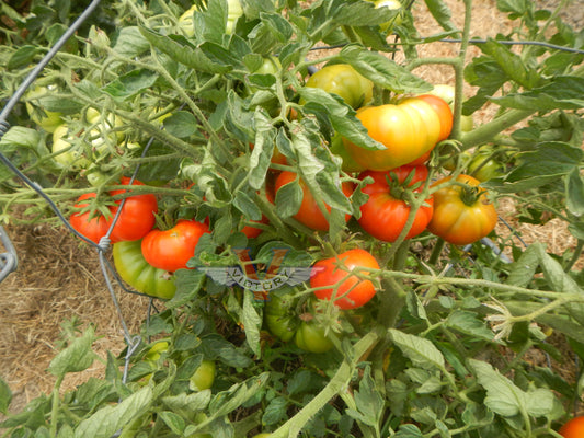 Allred Tomato
