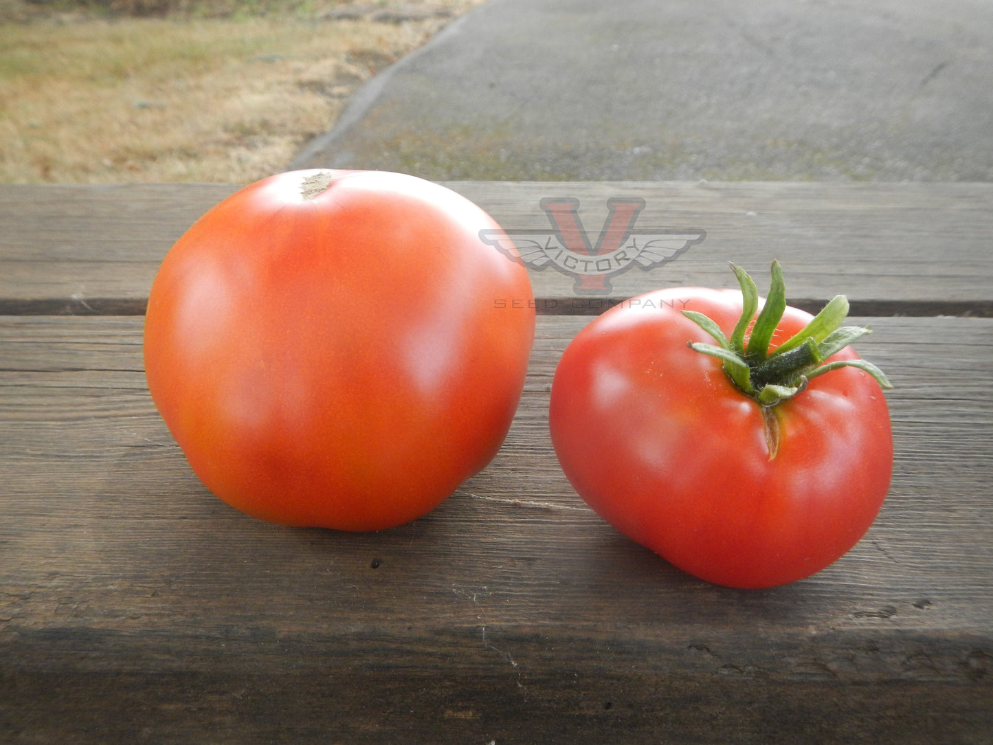 Allred Tomato