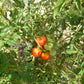 Danish Export Tomato