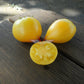 Dwarf Beastly Yellow Heart Tomato
